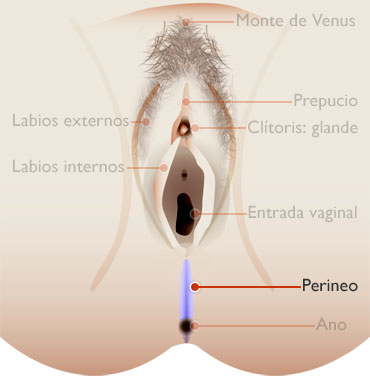 20061226024811-imagenperineo.jpg