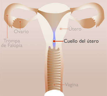 CUELLO DEL UTERO - interno