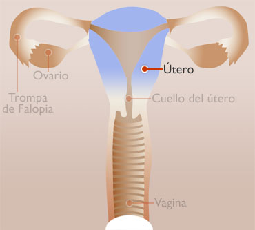 UTERO - interno