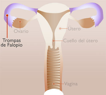 TROMPAS DE FALOPIO - interno