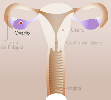 OVARIOS - interno