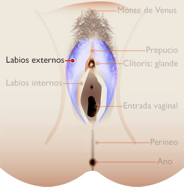 LABIOS EXTERNOS - externo