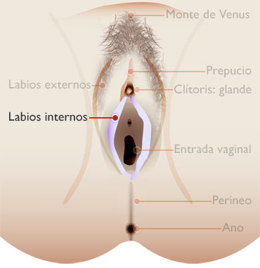LABIOS INTERNOS - externo