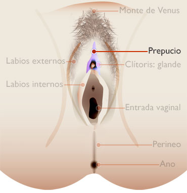 PREPUCIO - externo