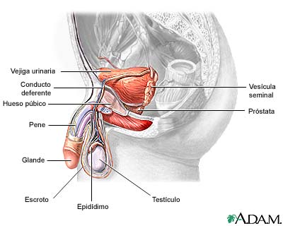 Anatomía del Pene