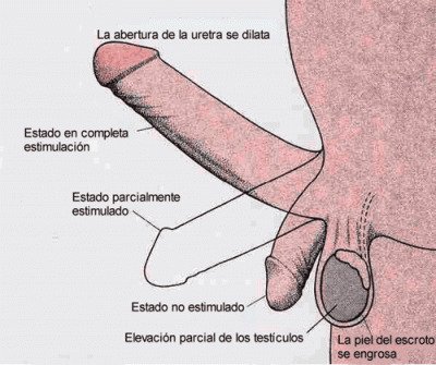 Etapas del Placer Masculino